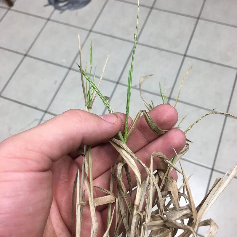 Urochloa platyphylla, photographed by John Michael