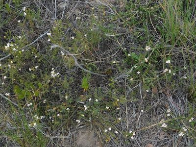 Lachnaea filicaulis, photographed by Klaus Wehrlin