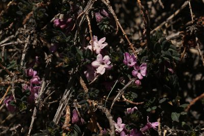 Lonicera rupicola, photographed by Siddarth Machado