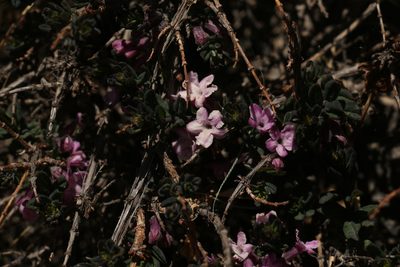Lonicera rupicola, photographed by Siddarth Machado
