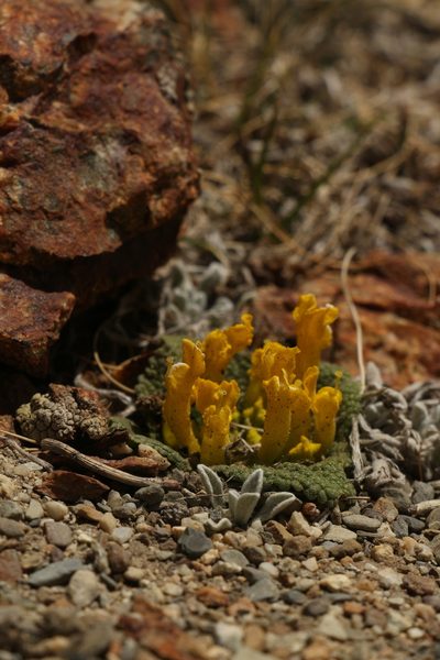 Scrophularia wattii, photographed by Siddarth Machado