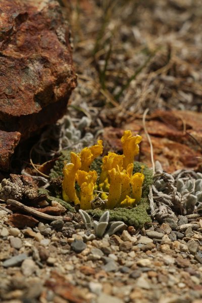 Scrophularia wattii, photographed by Siddarth Machado