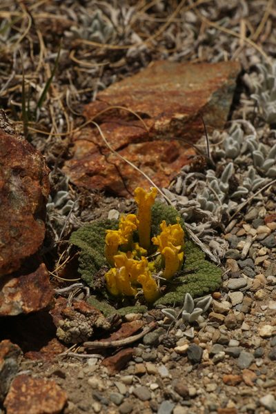 Scrophularia wattii, photographed by Siddarth Machado