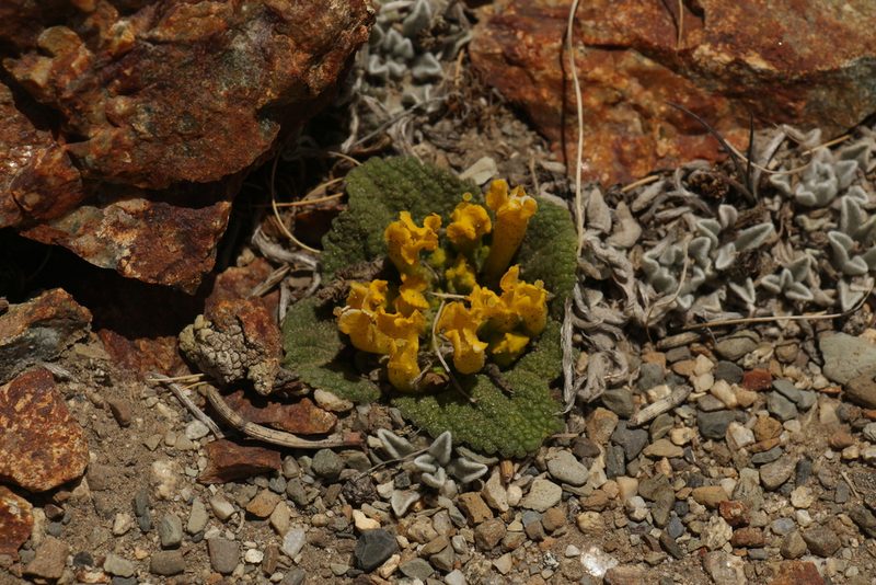 Scrophularia wattii, photographed by Siddarth Machado