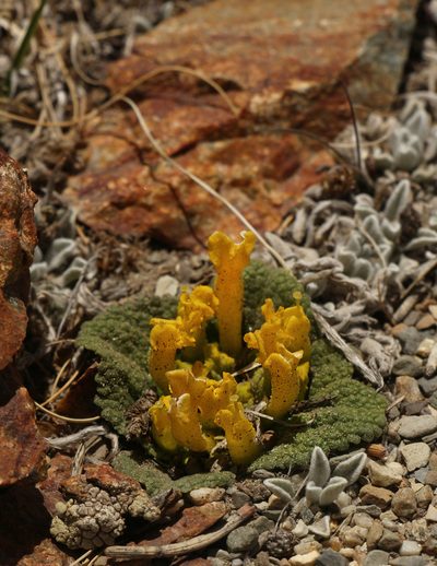 Scrophularia wattii, photographed by Siddarth Machado