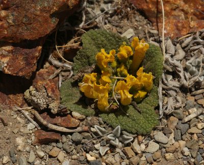 Scrophularia wattii, photographed by Siddarth Machado