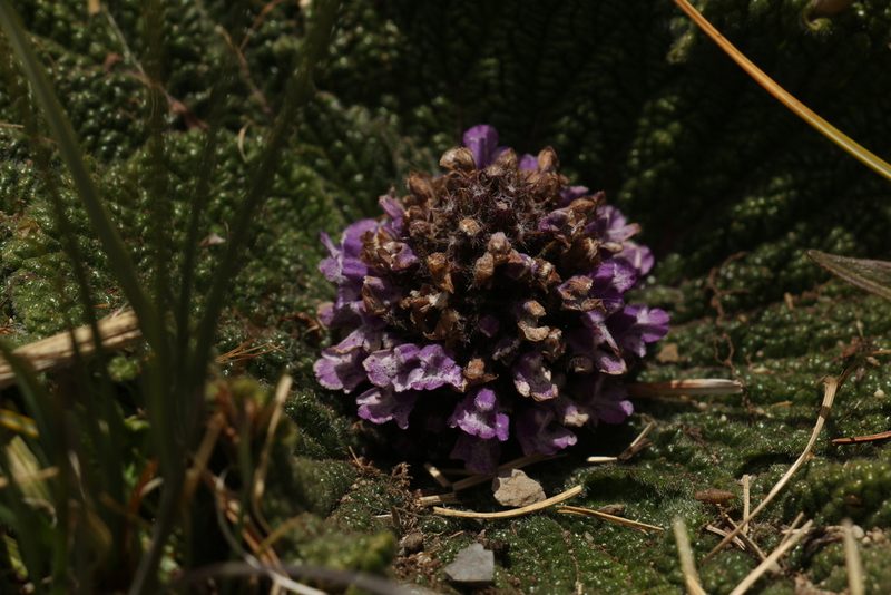 Phlomoides rotata, photographed by Siddarth Machado