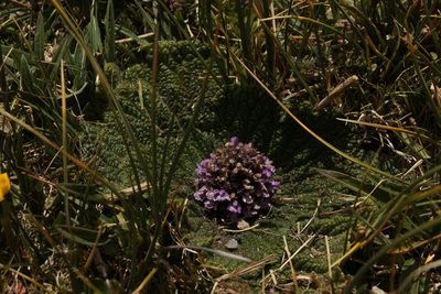 Phlomoides rotata, photographed by Siddarth Machado