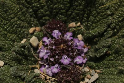 Phlomoides rotata, photographed by Siddarth Machado