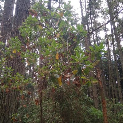 Escallonia pulverulenta, photographed by Cristian Riquelme