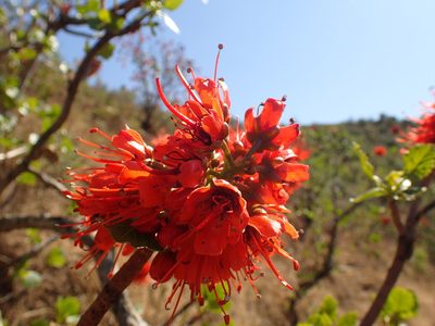 Greyia sutherlandii, photographed by Mahomed Desai