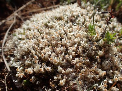 Helichrysum caespititium, photographed by Mahomed Desai