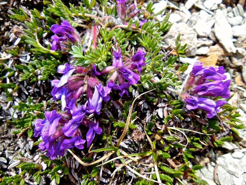 Oxytropis halleri, photographed by Karsten Rohweder