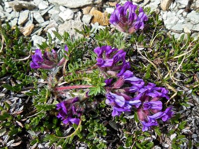 Oxytropis halleri, photographed by Karsten Rohweder