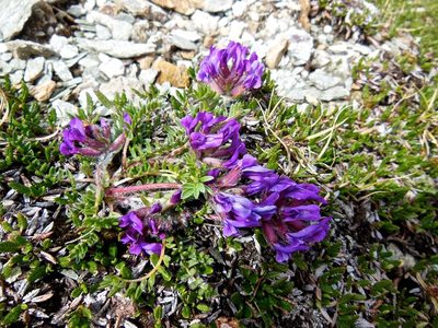 Oxytropis halleri, photographed by Karsten Rohweder