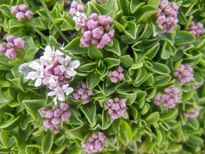 Valeriana supina, photographed by Karsten Rohweder