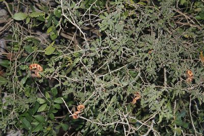 Painteria elachistophylla, photographed by Juan Cruzado Cortés