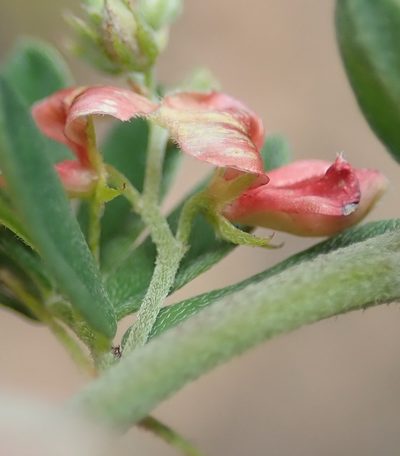 Indigofera poliotes, photographed by Nicola van Berkel