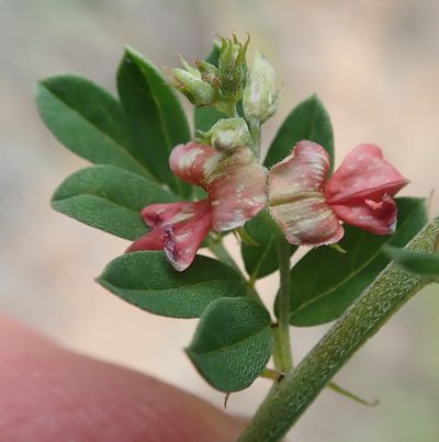 Indigofera poliotes, photographed by Nicola van Berkel