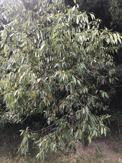 Ocotea acutifolia, photographed by Gabriel Laufer