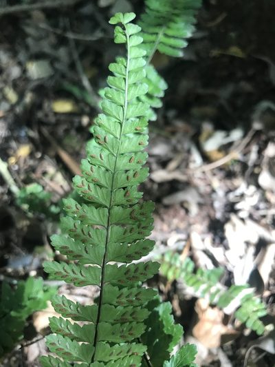 Asplenium sellowianum, photographed by Gabriel Laufer