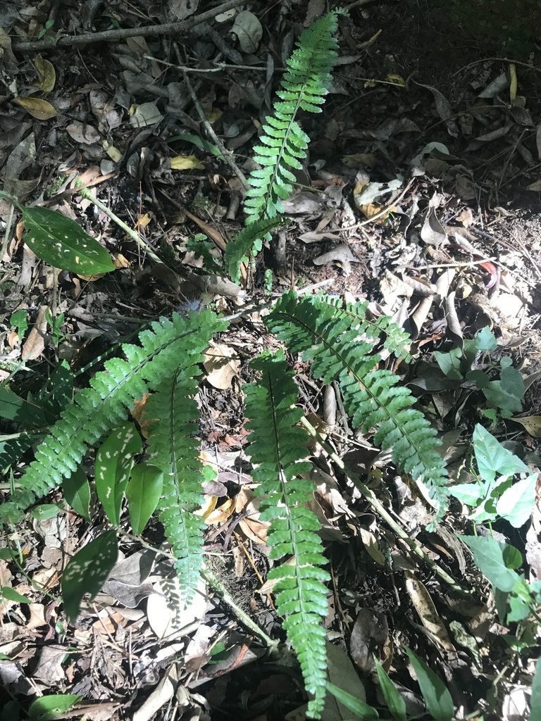 Asplenium sellowianum, photographed by Gabriel Laufer