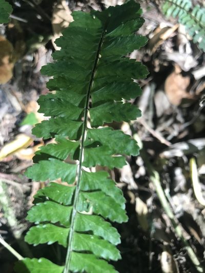 Asplenium sellowianum, photographed by Gabriel Laufer