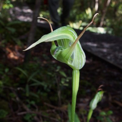 Pterostylis auriculata, photographed by Sue Carnahan