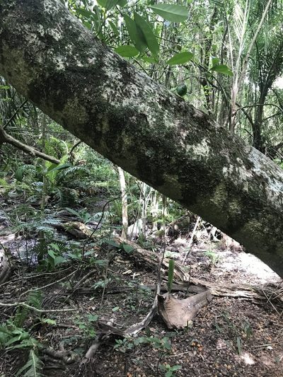Ilex paraguariensis, photographed by Gabriel Laufer