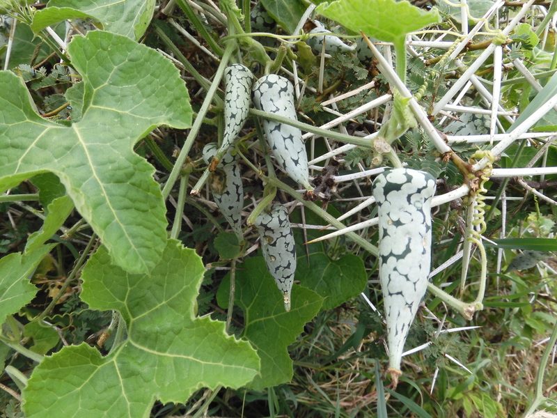 Kedrostis leloja, photographed by Regina (Gina) Hart