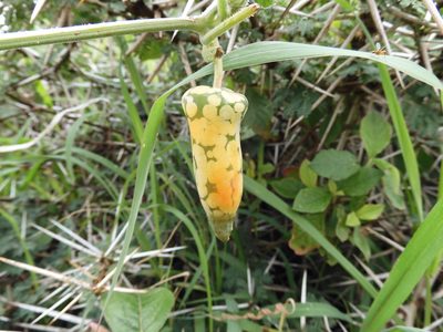 Kedrostis leloja, photographed by Regina (Gina) Hart