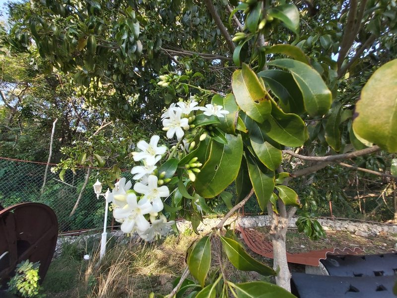 Cordia gerascanthus, photographed by tonyblake
