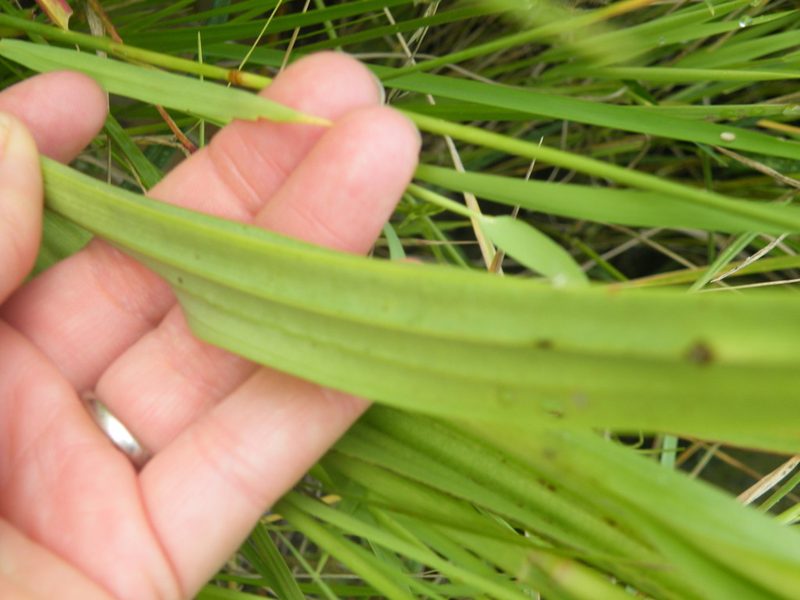 Habenaria schimperiana, photographed by Antoinette Eyssell Knox