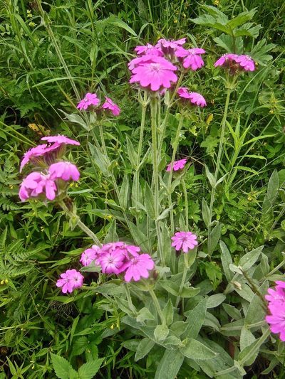 Silene flos-jovis, photographed by Karsten Rohweder