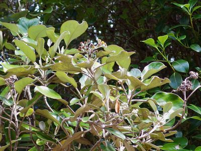 Brachyglottis rotundifolia, photographed by Sue Carnahan
