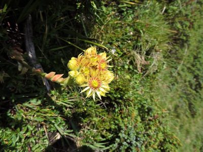 Sempervivum wulfenii, photographed by Karsten Rohweder