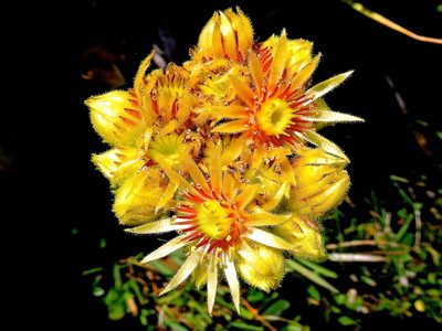 Sempervivum wulfenii, photographed by Karsten Rohweder