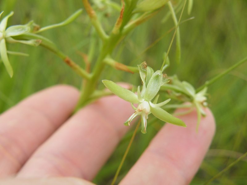 Habenaria humilior, photographed by Antoinette Eyssell Knox