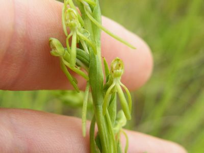 Habenaria filicornis, photographed by Antoinette Eyssell Knox
