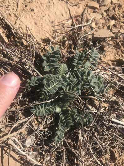 Astragalus holmgreniorum, photographed by Stephanie Taylor