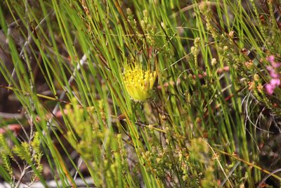 Leucospermum gracile, photographed by Tony Rebelo