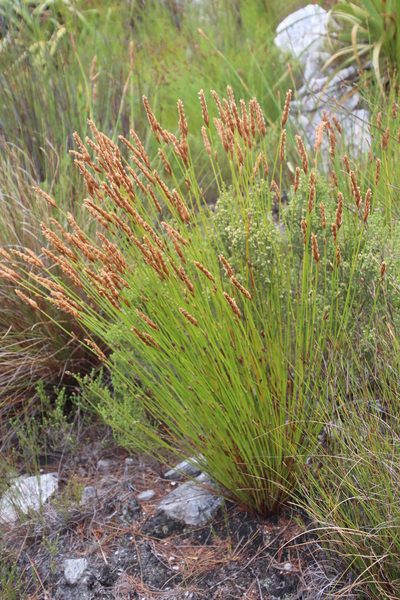 Elegia spathacea, photographed by Tony Rebelo