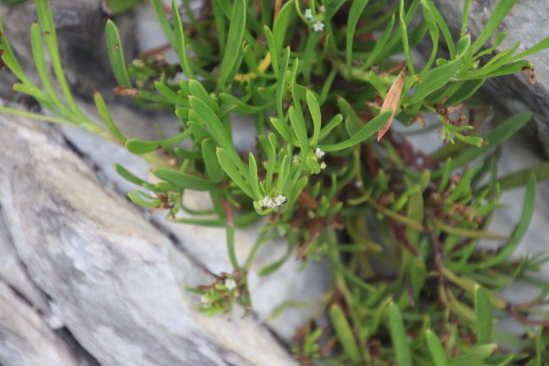 Centella rupestris, photographed by Tony Rebelo