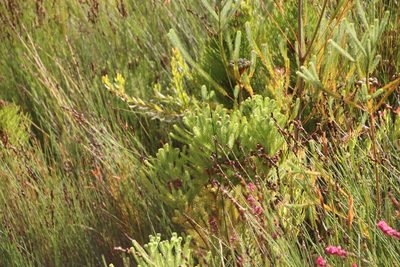 Berzelia arachnoidea, photographed by Tony Rebelo