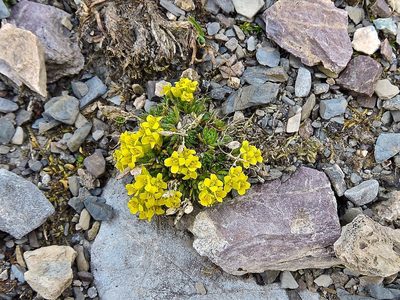 Draba hoppeana, photographed by Karsten Rohweder