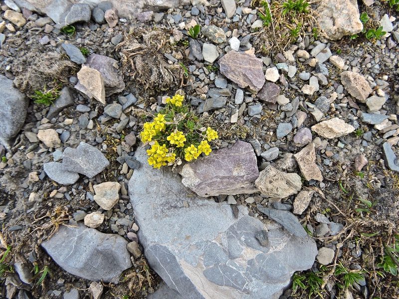 Draba hoppeana, photographed by Karsten Rohweder