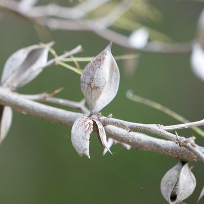 Vachellia campeachiana, photographed by Bill Levine