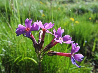 Primula halleri, photographed by Karsten Rohweder