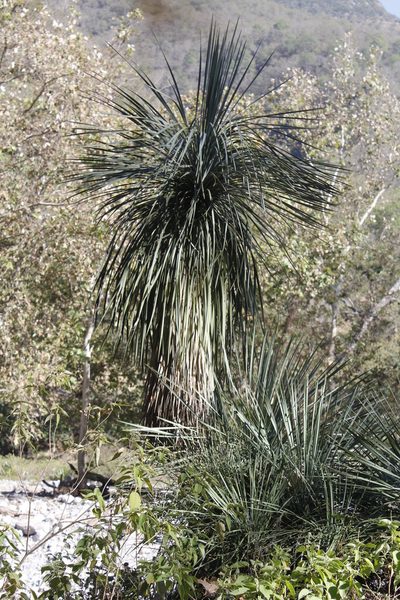 Yucca linearifolia, photographed by Juan Cruzado Cortés