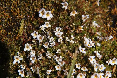 Euphrasia dyeri, photographed by Kathy Warburton